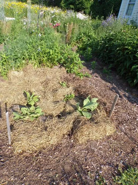 New Herb - Row 6, borage crop June 2021.jpg