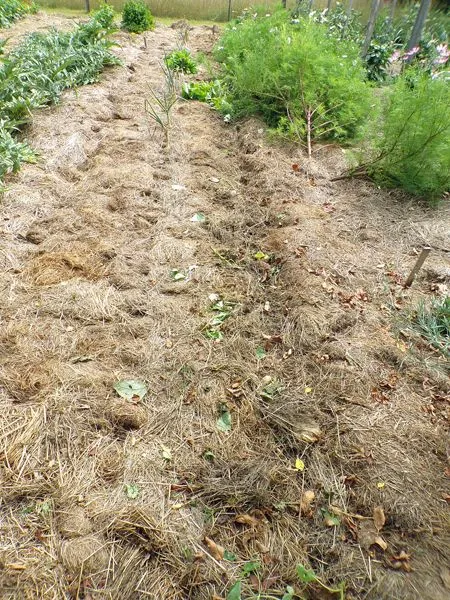 Big garden - beans pulled up crop August 2022.jpg