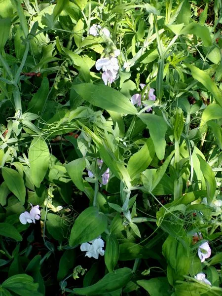 Crabapple - sweet pea flowers1 crop June 2024.jpg