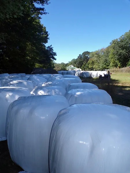 Hay count - 5, 5 E - W crop Sept. 2021.jpg