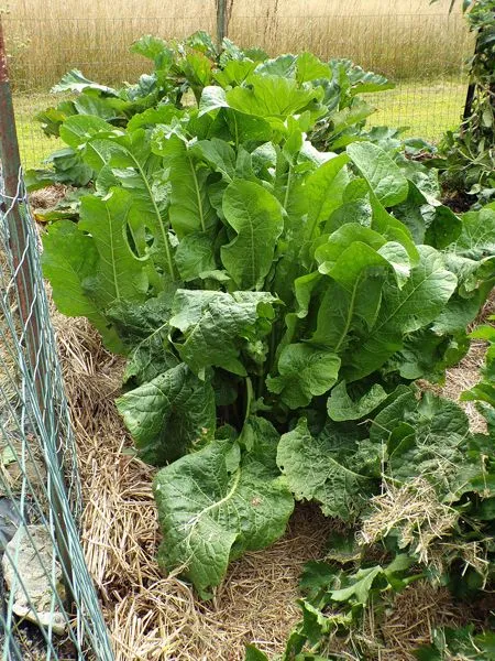 Big garden - horseradish crop August 2022.jpg