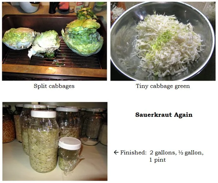 Sauerkraut collage3 text crop Sept 2024.jpg