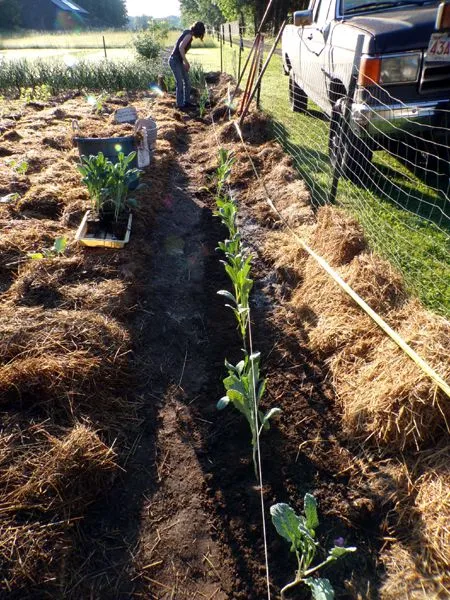 Big garden - Carina planting kale crop June 2024.jpg