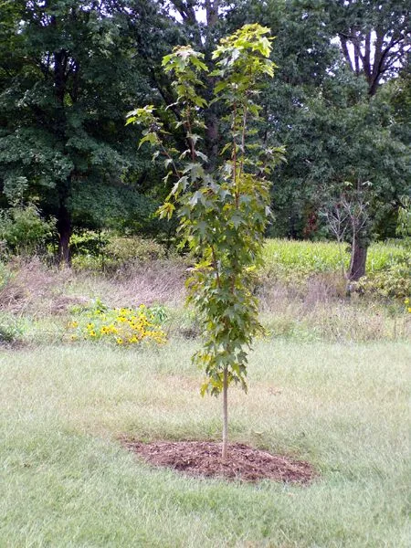 Little trees - 13. Sugar maple crop Sept. 2023.jpg