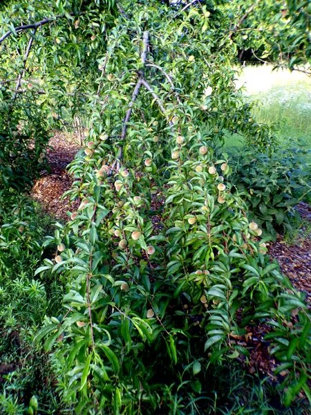 Little trees - 9. Contender peach branches on ground crop June 2024.jpg