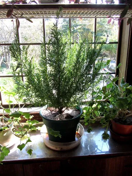 Rosemary inside crop Oct 2024.jpg