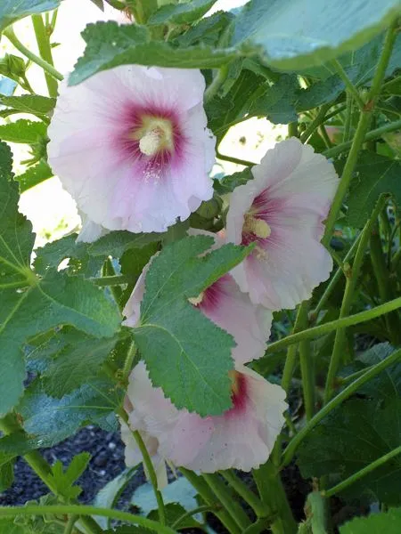 New South - figleaf hollyhock flowers crop June 2021.jpg