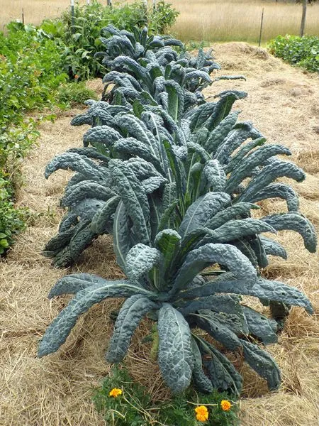 Big garden - kale crop August 2022.jpg