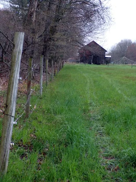 Middle pasture - trees to be trimmed crop April 2024.jpg