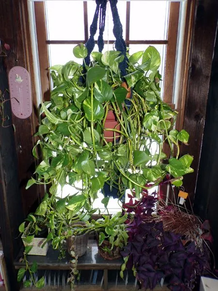 Pothos - south crop April 2024.jpg