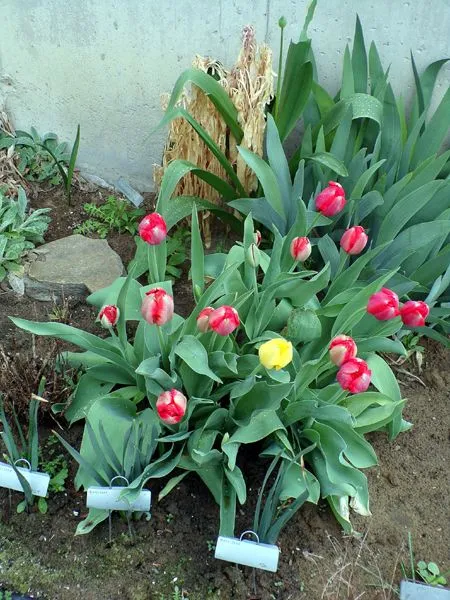 New West - bunch of tulips crop April 2023.jpg