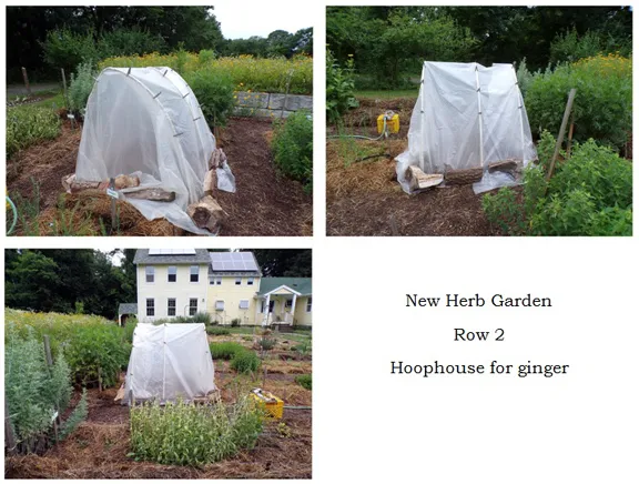 New Herb - Row 2, plastic on collage text crop June 2024.jpg