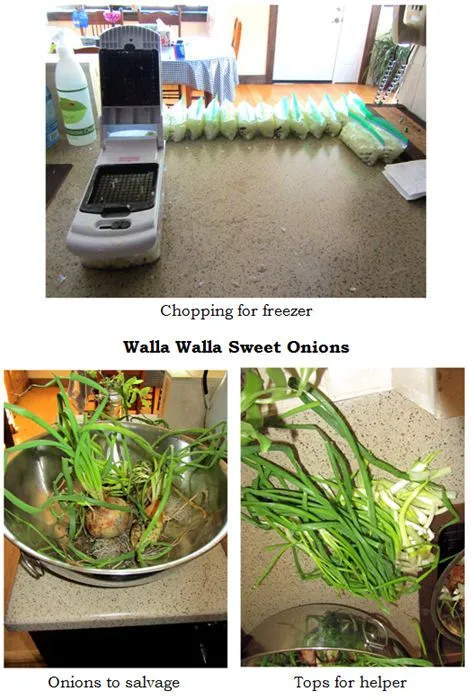 Wallas - chopping collage text crop Oct 2024.jpg