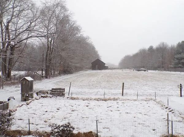 Snow Christmas Eve day crop Dec. 2021.jpg