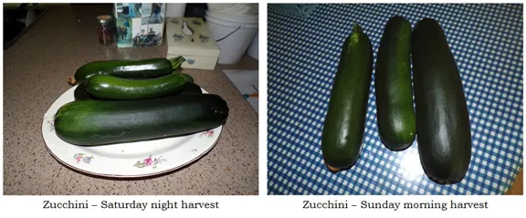 Zuchinni - Saturday-Sunday harvest collage text crop July 2024.jpg