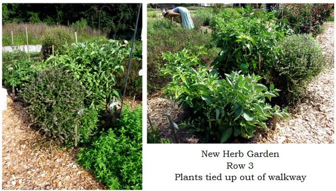 New Herb - Row 3, tied up collage text crop August 2024.jpg