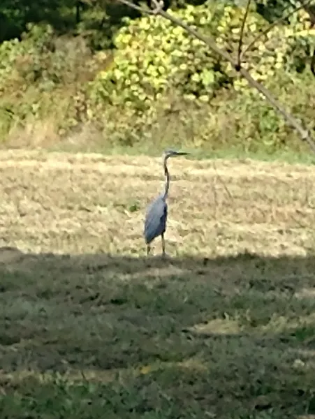 Blue heron in front pasture crop Oct 2024.jpg