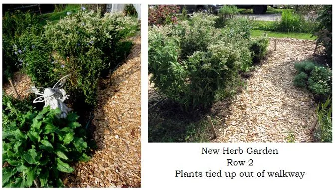 New Herb - Row 2, tied up collage text crop August 2024.jpg