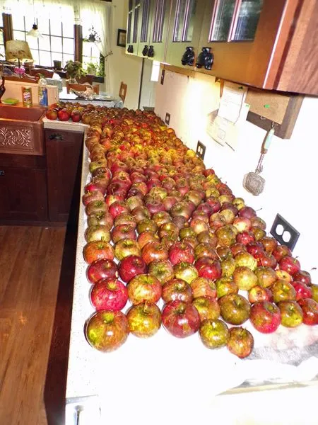 Apples - drops washed crop Sept. 2021.jpg