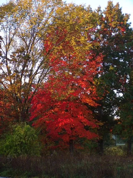 Red tree on driveway crop Oct. 2022.jpg