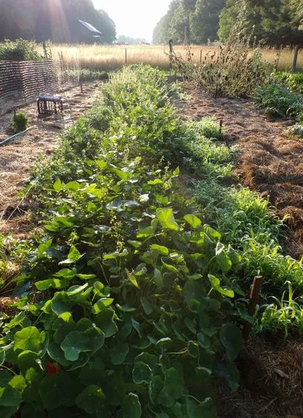 Big garden - lima beans crop August 2022.jpg