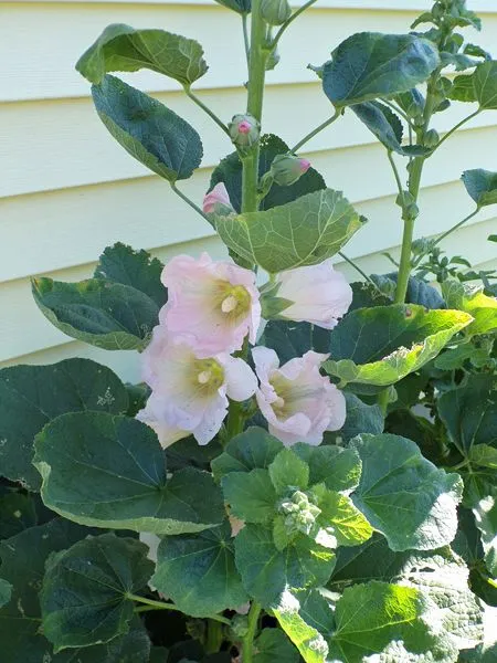 New South - perennial hollyhock flowers crop June 2021.jpg