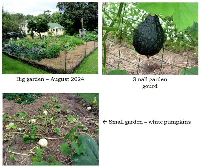 Veg gardens collage text crop August 2024.jpg