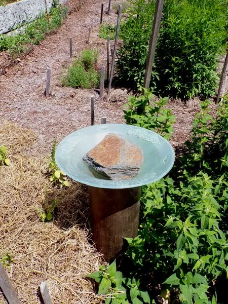 New Herb - Row 3, birdbath crop June 2024.jpg