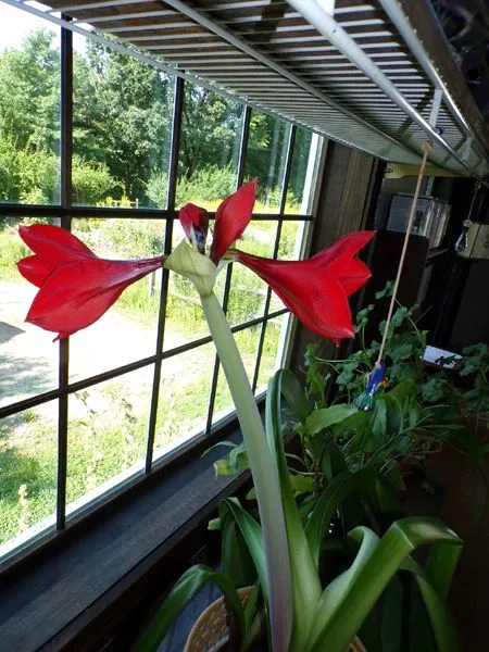 Amaryllis - 4 flowers crop July 2024.jpg