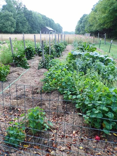 Big garden - south 1-3 left crop August 2022.jpg