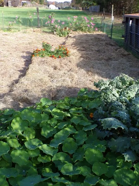 Big garden - first mulching crop Oct. 2021.jpg