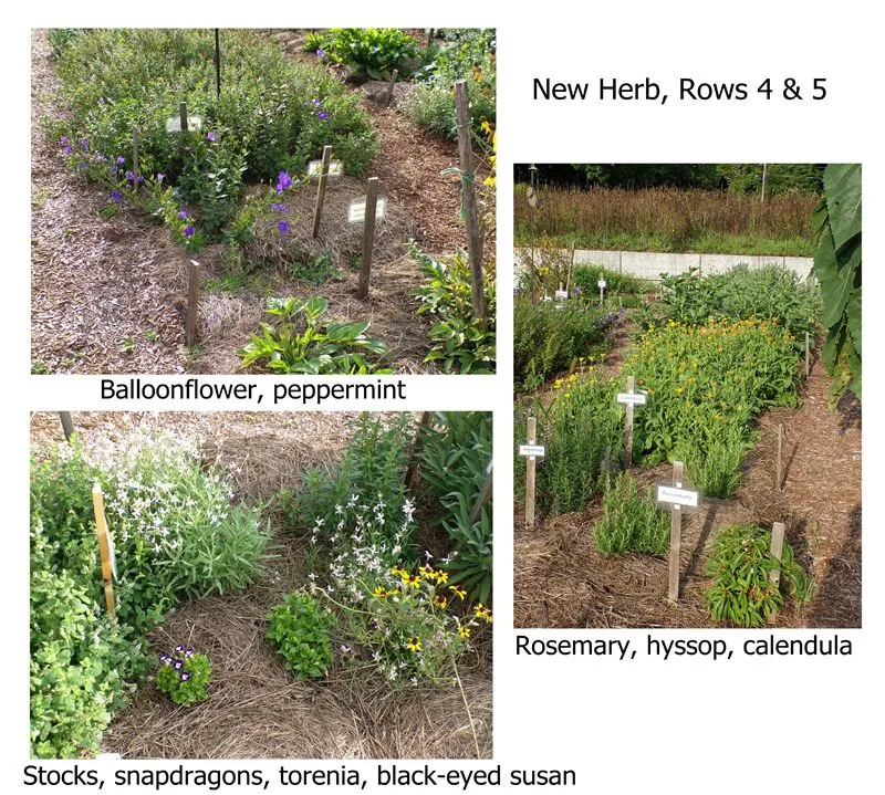 New Herb - Rows 4 and 5 color text crop August 2022.jpg