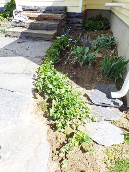 Walkway garden, east - planted2 crop May 2021.jpg