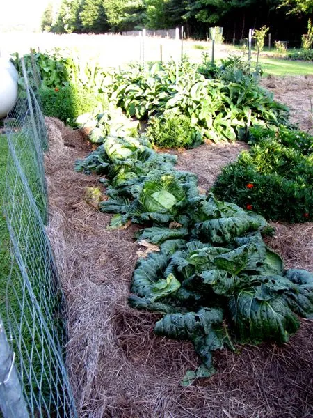 Big garden - weeding started crop August 2024.jpg