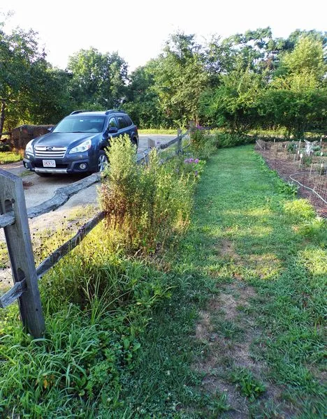 Fence gardens all weedy crop August 2022.jpg