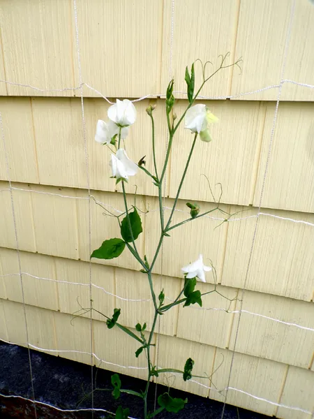 South - sweet pea flowers crop July 2024.jpg