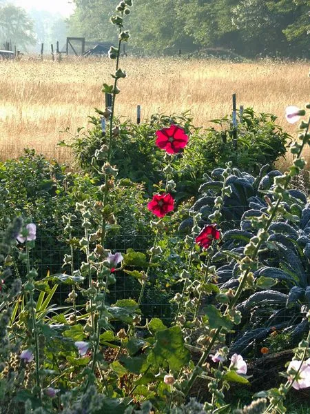 New South - hollyhocks in sunrise crop August 2022.jpg