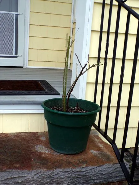 White rose in pot crop June 2023.jpg