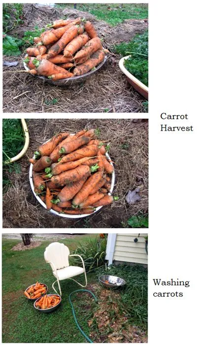 Carrot harvest collage text crop Oct 2024.jpg