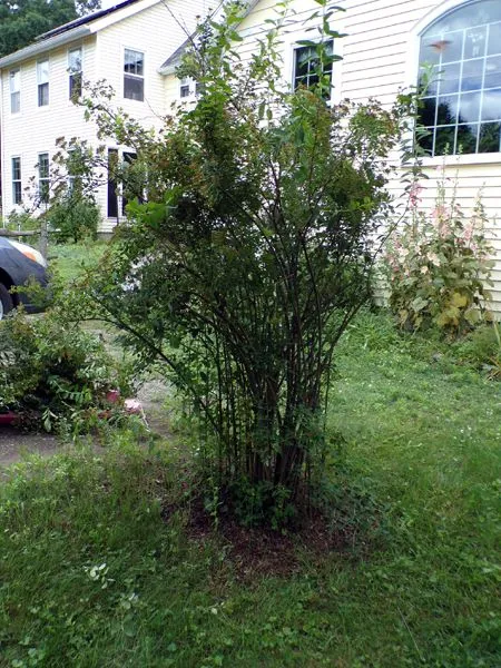 Spirea - haircut crop June 2024.jpg