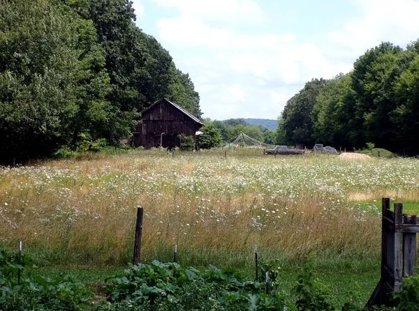 Middle pasture - queen anne's lace crop July 2024.jpg