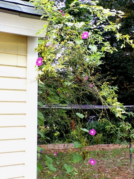 East Shed - morning glories1 crop Oct. 2023.jpg