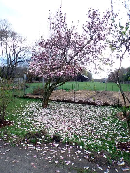 Magnolia - petals falling crop April 2023.jpg