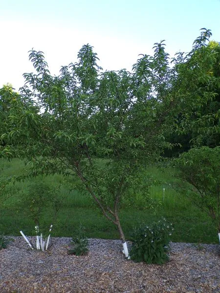 Little trees - 9. Contneder peach crop May 2024.jpg