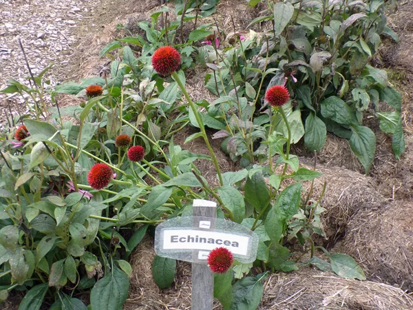 New Herb  Row 7, echinacea seedheads crop Oct. 2020.jpg