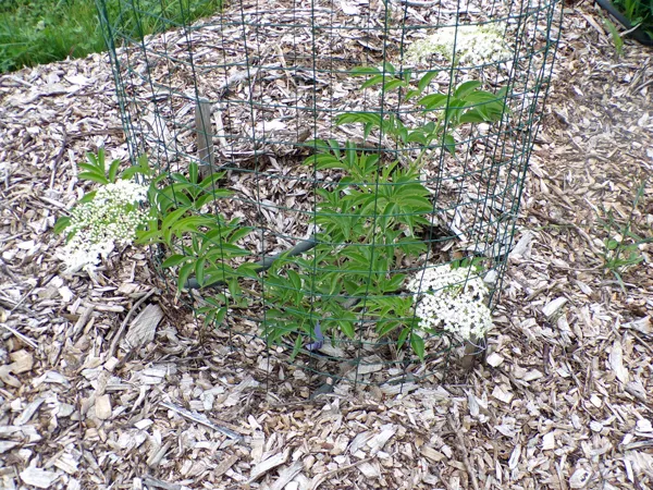 Little trees  8. Goodbarn elderberry crop July 2020.jpg