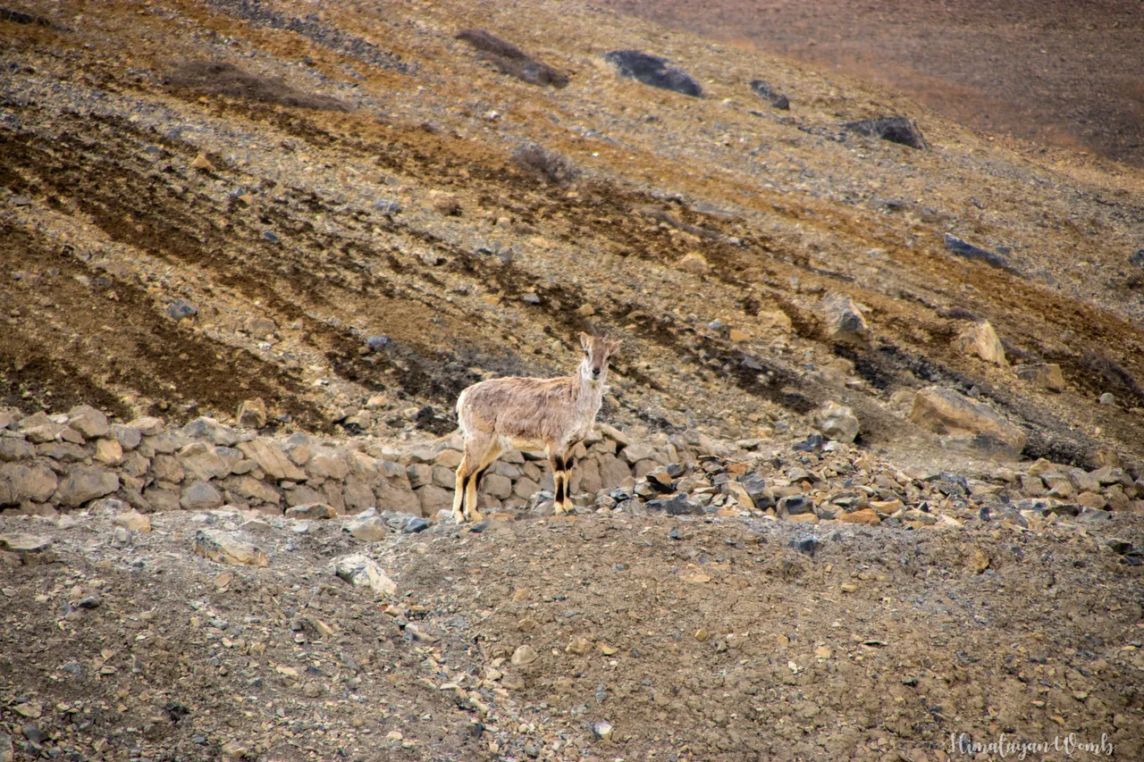 IMG_5266.JPG