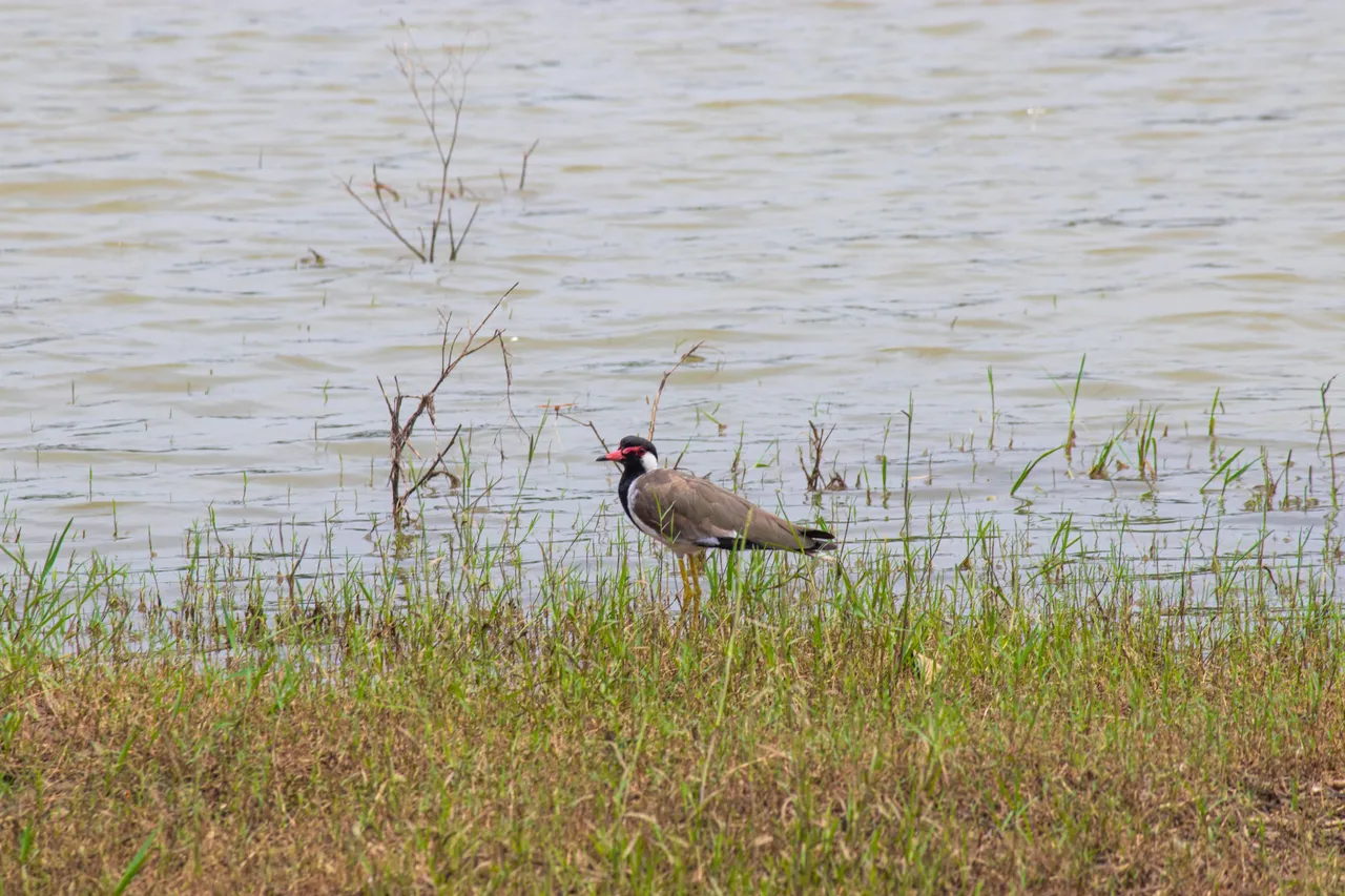 IMG_6893.jpg