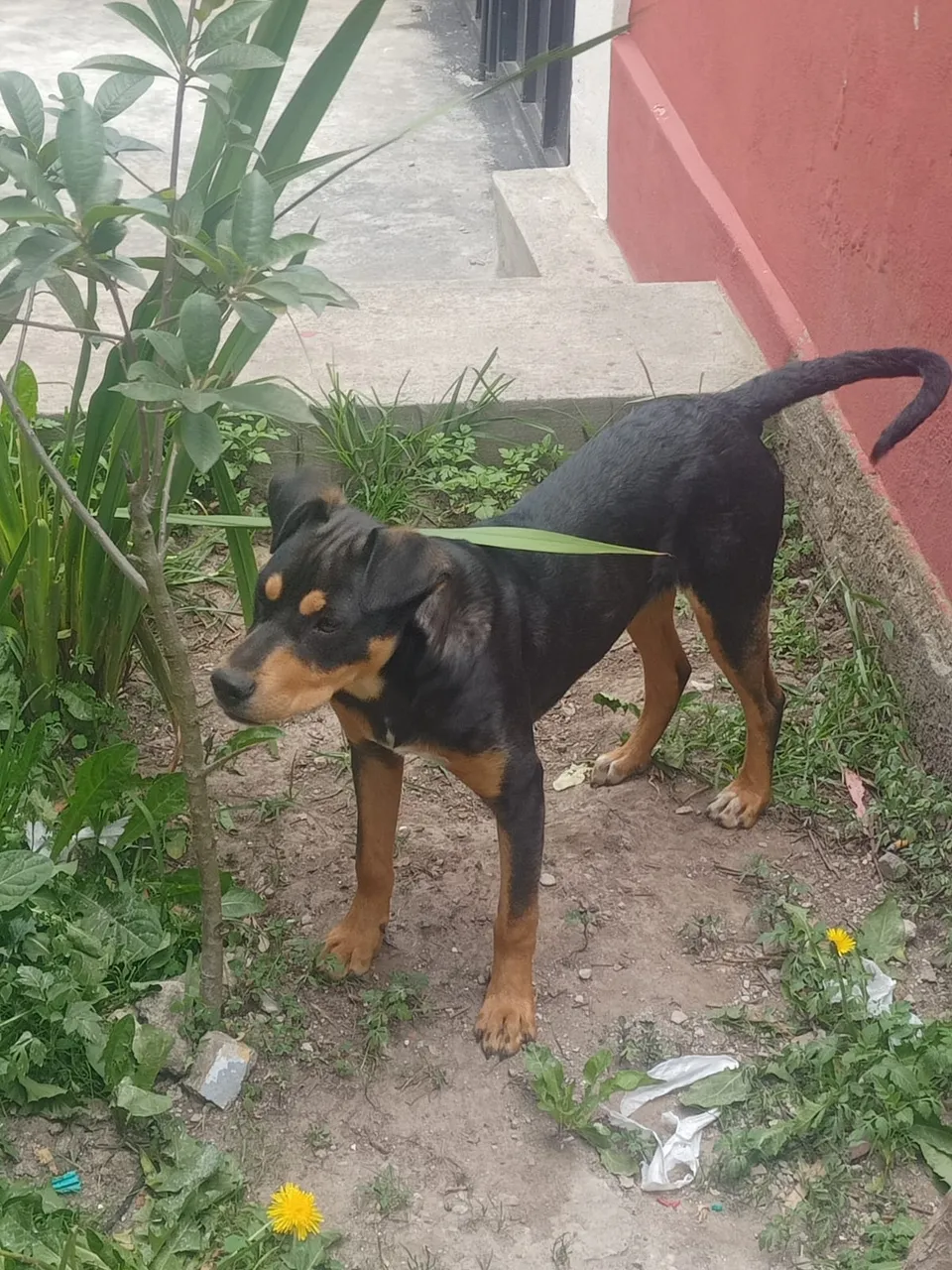 negrito1.jpeg