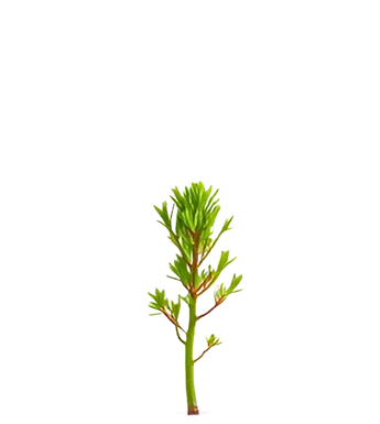 seed-threelayers-sprite2sprout.png